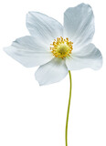 Fototapeta  - primrose flower isolated on white  background with clipping path. Close-up . Flower on a stem.     Transparent background.   For design.
