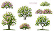 Vector watercolor blooming flower tree or forest side view isolated on white background for landscape and architecture drawing,elements for environment or and garden,tree for section ,Set of flowers 