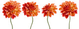 Set   orange  dahlias. Flowers on  isolated background with clipping path.  For design.  Closeup.  Transparent background.  Nature.