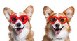 © Only Best PNG's - Set of cute dog portraits for Valentine’s Day: Funny Corgi with heart-shaped sunglasses, Isolated on Transparent Background, PNG