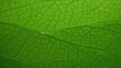 © Eireen - Close-up of a green leaf, structure and texture background with place for text. Concept of eco-friendly, ecology and healthy environment