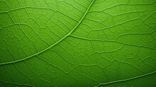 Close-up Of A Green Leaf, Structure And Texture Background With Place For Text. Concept Of Eco-friendly, Ecology And Healthy Environment
