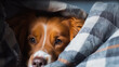 Cute Ginger Dog Peeking Out from Cozy Plaid Blanket Closeup 