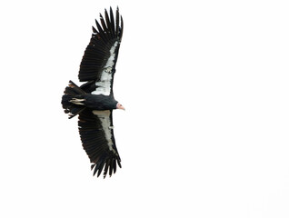 Wall Mural - california condor, gymnogyps californianus