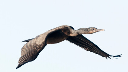 Wall Mural - brandt's cormorant, phalacrocorax penicillatus