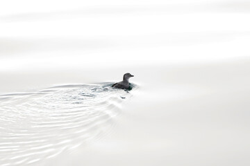 Wall Mural - cassin's auklet, ptychoramphus aleuticus