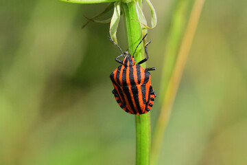 Wall Mural - A smelly colored beetle striped bug crawls up a blade of grass