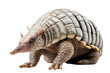 Armadillo Rolling Animal on a White or Clear Surface PNG Transparent Background