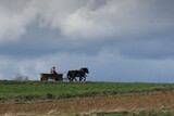 Fototapeta Lawenda - podróż wozem z końmi