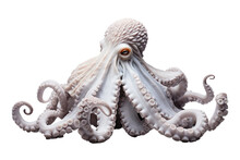 Octopus Intelligent Cephalopod On A White Or Clear Surface PNG Transparent Background