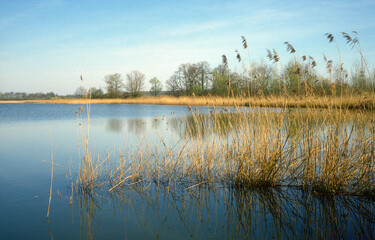 Wall Mural - Roseliere, Massette, Typha latifolia, Etangs d'Outines et d'Arrigny, Lac du Der, Chantecoq, Haute Marne, 52, Marne, 51, France