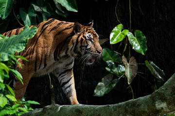 Wall Mural - Photos of tiger in naturally.