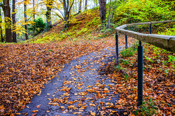 Wall Mural - footpath at a forest - austria