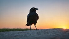  A Large Black Bird Standing On Top Of A Dirt Road Next To A Grass Covered Field At Sunset With The Sun Setting In The Distance Behind The Bird And The Bird Standing On The Ground.