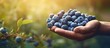 Man with fresh blueberries on a farm copy space image