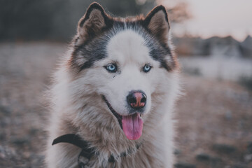 Wall Mural - Portrait of a husky dog with blue eyes outdoor