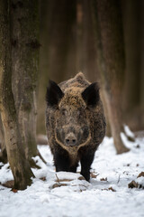 Wall Mural - wild boar in winter forest. animal in nature habitat. big mammal. wildlife scene