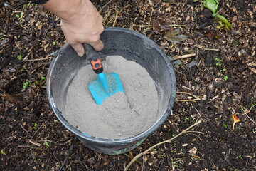 Wall Mural - gardener's hand picks up a shovelful of ash from a bucket full of ash in the vegetable garden on fertile soil