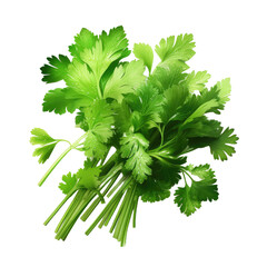 Wall Mural - Bunch of Coriander isolated on transparent background