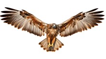A Bird Flying With Wings Spread