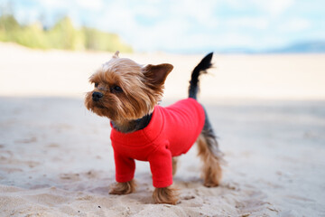 Wall Mural - Cute Yorkshire terrier on the beach