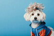 a dog in casual clothes with a curly hairstyle, concept of Pet fashion on solid blue background. ai generative
