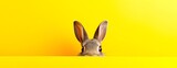 Fototapeta  - funny rabbit g peeping from behind a vibrant yellow  block, easter bunny concept, horizontal wallpaper banner or card large copy space for text.