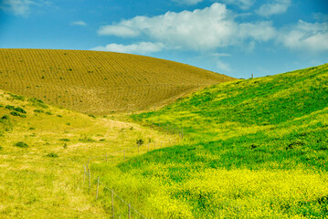 summer countryside landscape, Basilicata, Italy 