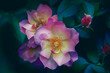 © Simi Jois - Bink and Yellow Rose