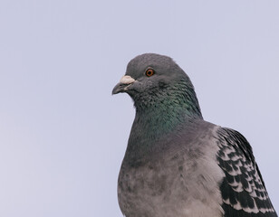 Wall Mural - close up of a pigeon