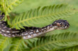 Australian Diamond Python climbing in tree fern