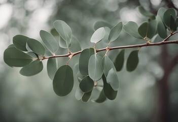 eucalyptus branch