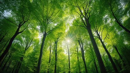 Poster - Green Forest of Beech Trees, looking up. Sun rays shining through trees, nature background. wide panoramic