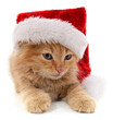 © voren1 - Kitten in Christmas hat.