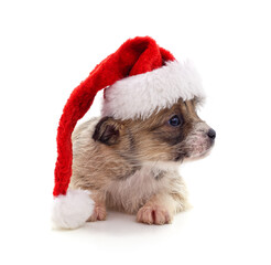 Canvas Print - Dog in a Christmas hat.