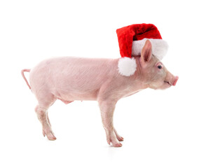 Canvas Print - Piggy in Christmas hat.