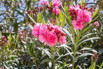 Wall Mural - Red flowers azalia or rhododendron with green leaves grows in a garden in summer