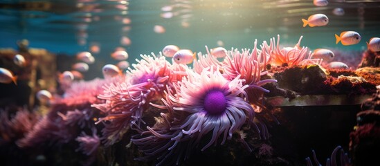 Wall Mural - The Fish-eating anemone lives in California's rocky kelp forest and is found from Alaska to Southern California.