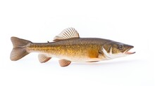 Pike Perch River Fish On White Background 