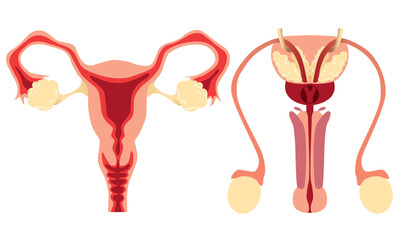  Human Reproductive System diagram, male and female vector illustration