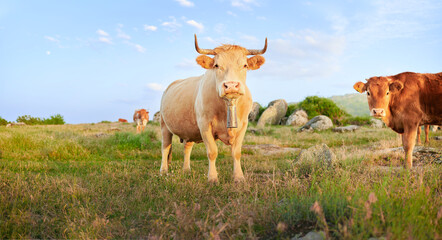 Wall Mural - Free range Galician blonde cow with a bell feeding on grass with its calf in a meadow. Beef and veal industry in Spain.