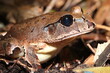 Northern Barred Frog in Australia