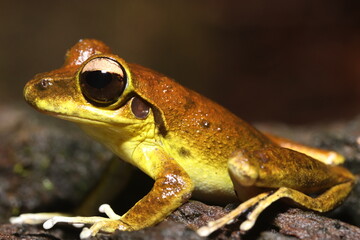 Wall Mural - Stoney Creek Frog in Queensland Australia