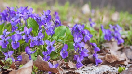 Wall Mural - Violet violets flowers bloom in the spring forest. Viola odorata