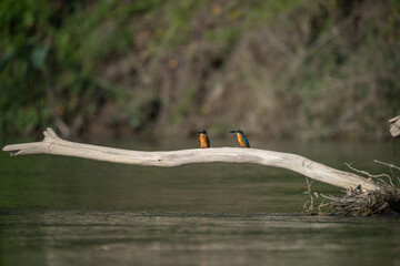 Wall Mural - Common Kingfisher on Driftwood