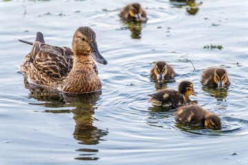 A family of ducks, a duck and its little ducklings are swimming in the water. The duck takes care of its newborn ducklings. Mallard, lat. Anas platyrhynchos