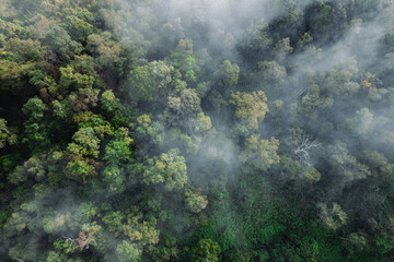 Wall Mural - Fog and high angle trees in the morning