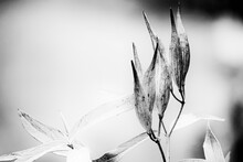 Black And White Picture Of Swamp Milkweed Seeds In Garden