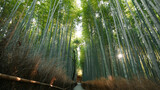 Fototapeta Na drzwi - Famous Bamboo forest near Arashiyama, Kyoto city, Japan