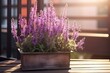 Blühender Lavendel auf dem Balkon